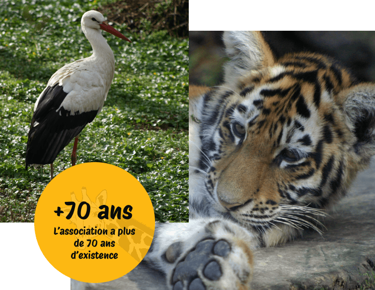 L'association des amis du zoo a plus de 70 ans d'existence