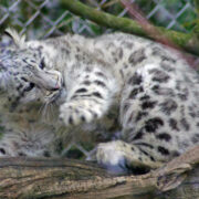 Panthère des neiges amis zoo de Muhouse