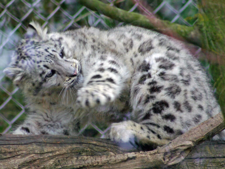 Panthère des neiges amis zoo de Muhouse