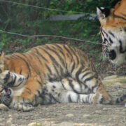 Tigres de Sibérie amis du zoo de Mulhouse