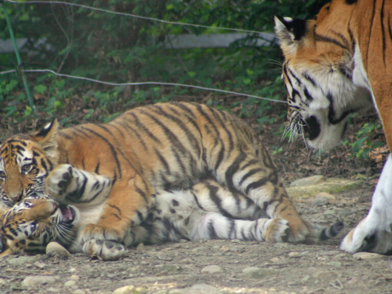 Tigres de Sibérie amis du zoo de Mulhouse