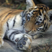 bébé tigre de Sibérie amis du zoo de Mulhouse